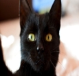 Avatar de usu&aacute;rio